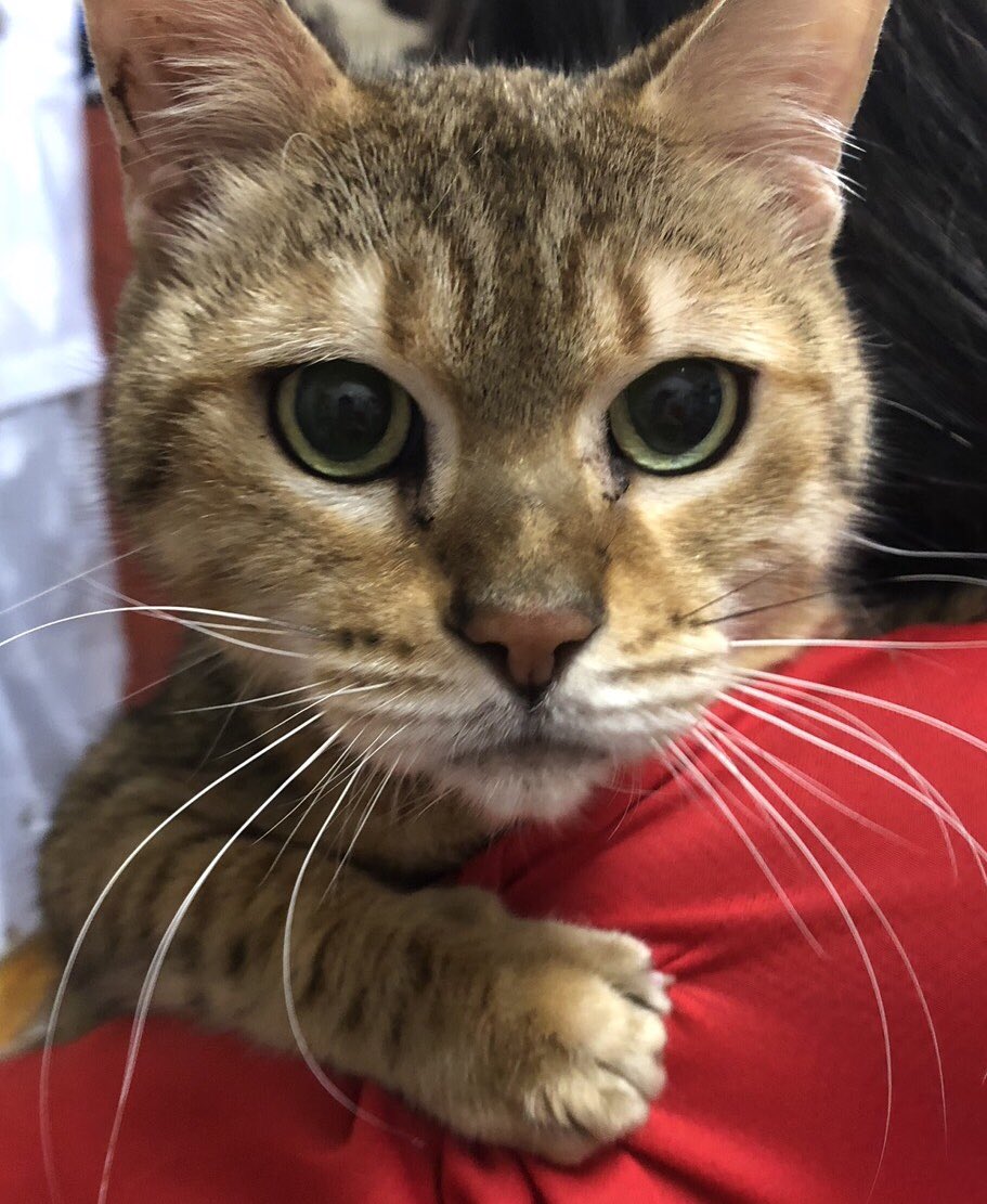 【運命の赤い糸見～つけた💓トイプードルのアイちゃん💕、ベンガルのさぶれちゃん💕】2019,3,17